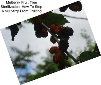 Mulberry Fruit Tree Sterilization: How To Stop A Mulberry From Fruiting