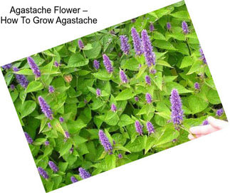 Agastache Flower – How To Grow Agastache