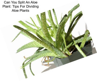 Can You Split An Aloe Plant: Tips For Dividing Aloe Plants