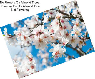 No Flowers On Almond Trees: Reasons For An Almond Tree Not Flowering