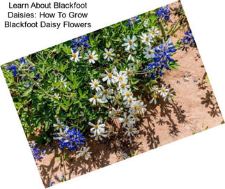 Learn About Blackfoot Daisies: How To Grow Blackfoot Daisy Flowers