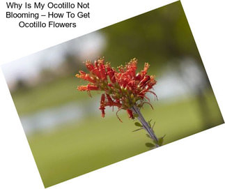 Why Is My Ocotillo Not Blooming – How To Get Ocotillo Flowers
