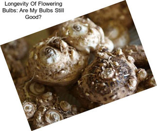 Longevity Of Flowering Bulbs: Are My Bulbs Still Good?