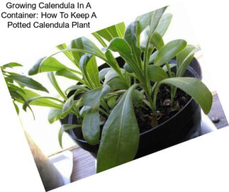 Growing Calendula In A Container: How To Keep A Potted Calendula Plant