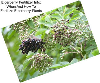 Elderberry Fertilizer Info: When And How To Fertilize Elderberry Plants