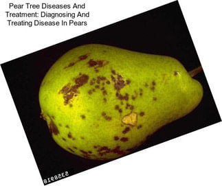 Pear Tree Diseases And Treatment: Diagnosing And Treating Disease In Pears