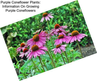 Purple Coneflower Plants: Information On Growing Purple Coneflowers