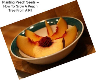 Planting Peach Seeds – How To Grow A Peach Tree From A Pit