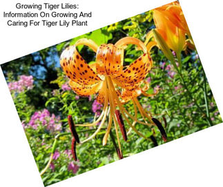 Growing Tiger Lilies: Information On Growing And Caring For Tiger Lily Plant