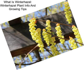 What Is Winterhazel: Winterhazel Plant Info And Growing Tips