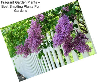Fragrant Garden Plants – Best Smelling Plants For Gardens
