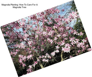 Magnolia Planting: How To Care For A Magnolia Tree