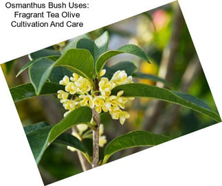 Osmanthus Bush Uses: Fragrant Tea Olive Cultivation And Care