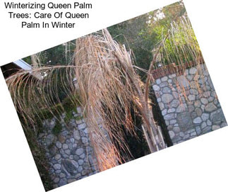 Winterizing Queen Palm Trees: Care Of Queen Palm In Winter