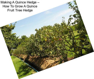 Making A Quince Hedge – How To Grow A Quince Fruit Tree Hedge