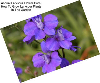 Annual Larkspur Flower Care: How To Grow Larkspur Plants In The Garden