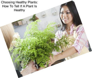 Choosing Healthy Plants: How To Tell If A Plant Is Healthy