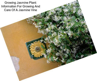 Growing Jasmine Plant: Information For Growing And Care Of A Jasmine Vine