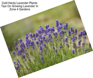 Cold Hardy Lavender Plants: Tips On Growing Lavender In Zone 4 Gardens
