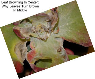 Leaf Browning In Center: Why Leaves Turn Brown In Middle
