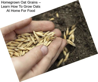 Homegrown Oat Grains – Learn How To Grow Oats At Home For Food