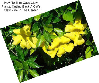 How To Trim Cat\'s Claw Plants: Cutting Back A Cat\'s Claw Vine In The Garden