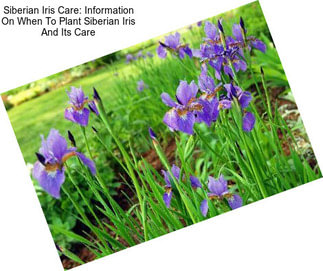 Siberian Iris Care: Information On When To Plant Siberian Iris And Its Care