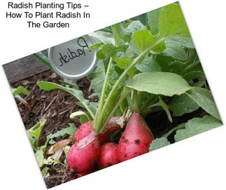 Radish Planting Tips – How To Plant Radish In The Garden