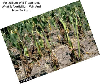 Verticillium Wilt Treatment: What Is Verticillium Wilt And How To Fix It