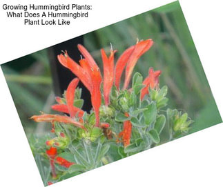 Growing Hummingbird Plants: What Does A Hummingbird Plant Look Like