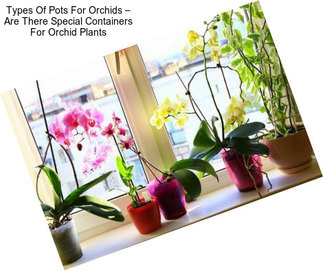 Types Of Pots For Orchids – Are There Special Containers For Orchid Plants