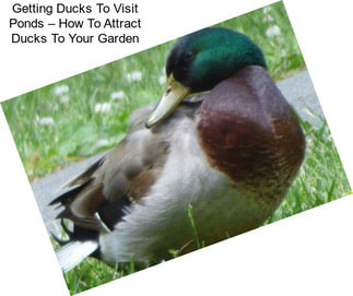 Getting Ducks To Visit Ponds – How To Attract Ducks To Your Garden