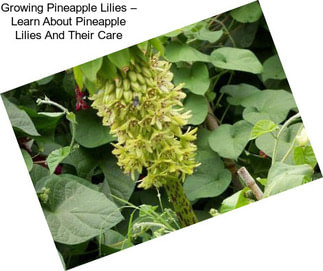 Growing Pineapple Lilies – Learn About Pineapple Lilies And Their Care