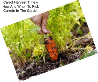 Carrot Harvest Time – How And When To Pick Carrots In The Garden