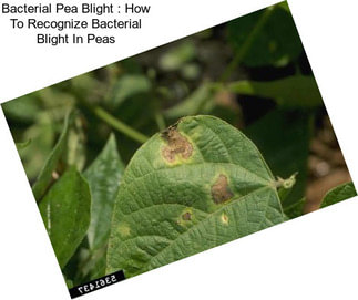 Bacterial Pea Blight : How To Recognize Bacterial Blight In Peas