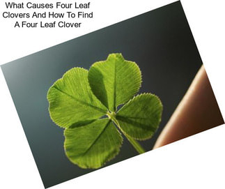 What Causes Four Leaf Clovers And How To Find A Four Leaf Clover