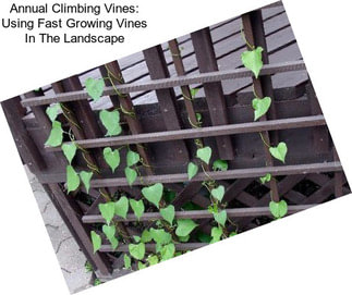 Annual Climbing Vines: Using Fast Growing Vines In The Landscape
