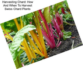 Harvesting Chard: How And When To Harvest Swiss Chard Plants