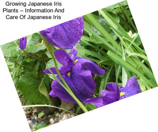 Growing Japanese Iris Plants – Information And Care Of Japanese Iris