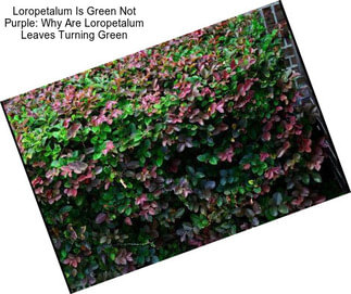 Loropetalum Is Green Not Purple: Why Are Loropetalum Leaves Turning Green