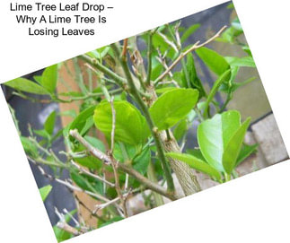 Lime Tree Leaf Drop – Why A Lime Tree Is Losing Leaves