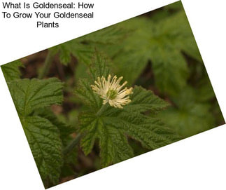 What Is Goldenseal: How To Grow Your Goldenseal Plants