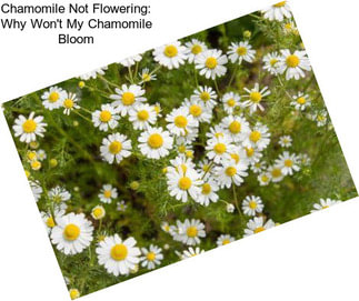Chamomile Not Flowering: Why Won\'t My Chamomile Bloom