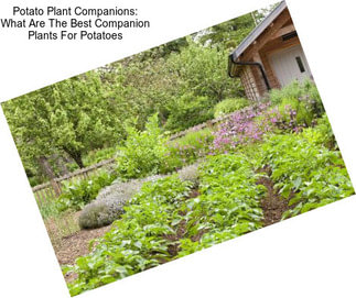 Potato Plant Companions: What Are The Best Companion Plants For Potatoes