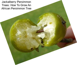 Jackalberry Persimmon Trees: How To Grow An African Persimmon Tree