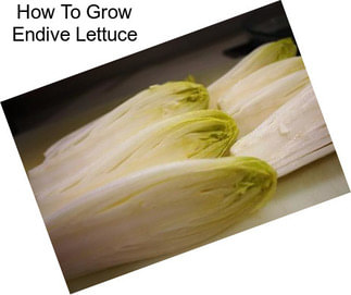 How To Grow Endive Lettuce