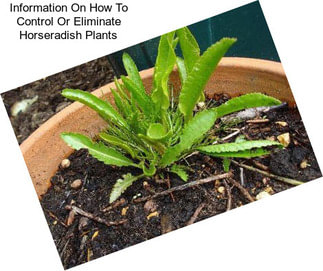 Information On How To Control Or Eliminate Horseradish Plants