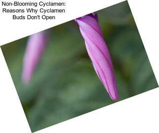 Non-Blooming Cyclamen: Reasons Why Cyclamen Buds Don\'t Open