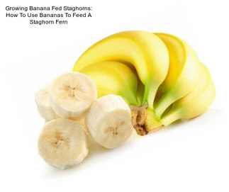 Growing Banana Fed Staghorns: How To Use Bananas To Feed A Staghorn Fern