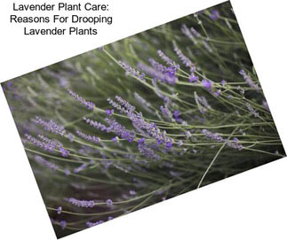 Lavender Plant Care: Reasons For Drooping Lavender Plants